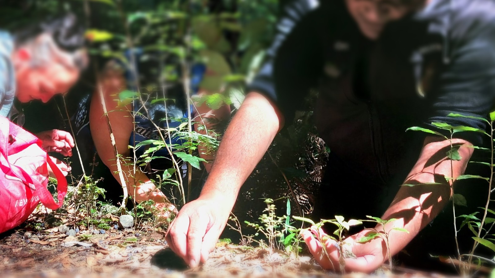foraging for berries